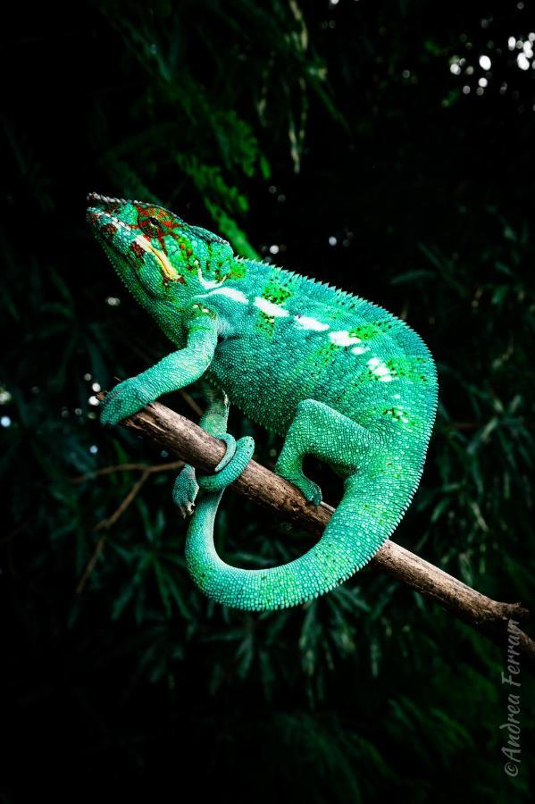 Sakatia Lodge Ampasimena Luaran gambar